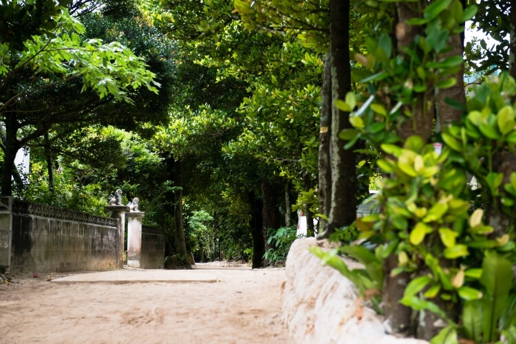 備瀬のフクギ並木