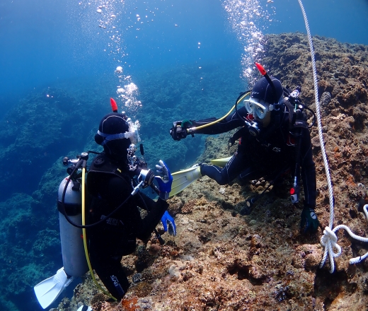 スカイマークで行く！ダイビングライセンス取得（ＰＡＤＩ）ツアー付